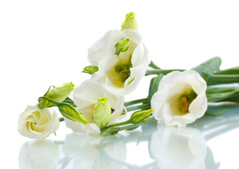 Obraz na płótnie Canvas beautiful spring flowers isolated on white
