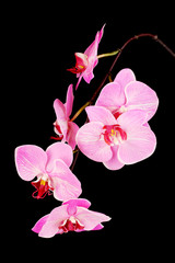 Naklejka na ściany i meble Piękne kwitnące orchidea samodzielnie na czarny
