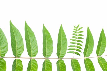 Obraz premium Mutation