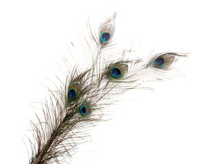 Naklejka premium Peacock Feathers on white background