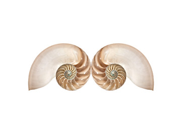 Double Nautilus shells