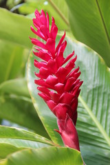 Heliconia / Helikonia - Tropische Blume auf Hawaii