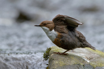 Dipper