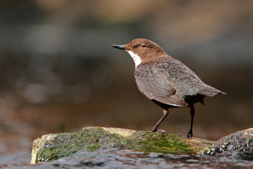 Dipper