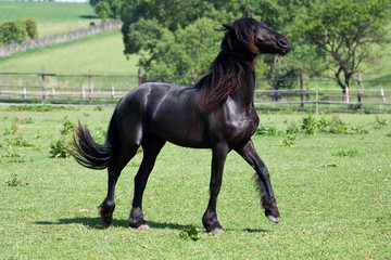 Black friesian horse play on the meadow