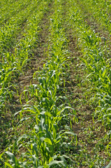 Naklejka premium Cornfield
