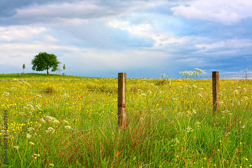 Poster scenic scottish landscape with wildflowers