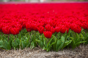 Field of tulips
