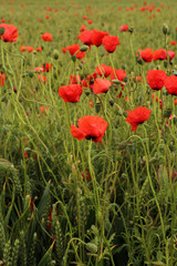 Fototapeta premium coquelicot