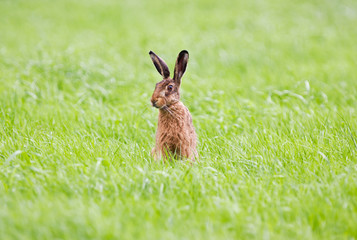 Hare in grass
