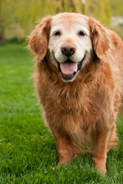 Old Golden Retriever