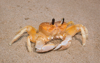Yellow crab