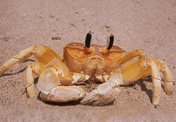large yellow crab