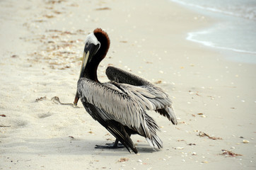 Brown pelican