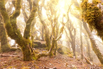 Fototapeten Jungfräulicher Bergregenwald von Marlborough, NZ © PiLensPhoto