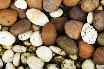 the wet rocks on the ground after the raining with moss.