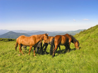 Fototapeta na wymiar stado koni w górach