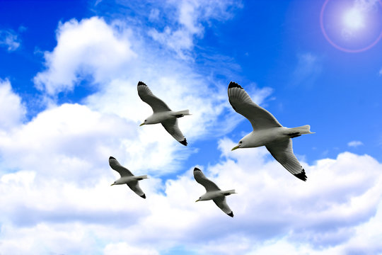 sea gull