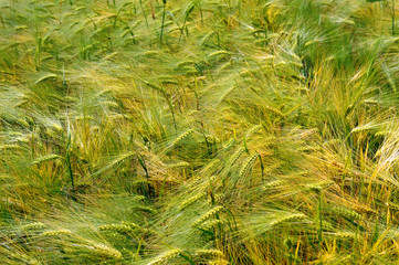 background of wheat spikes