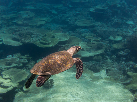 Sea turtle swimming in the water