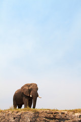 Obraz na płótnie Canvas Majestic Słoń afrykański