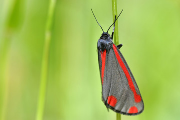 Cinnabar Moth