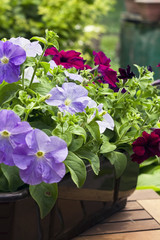 Petunias