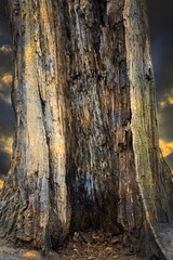 Hollow in the tree abstract background