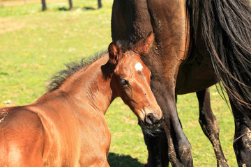 Naklejka na ściany i meble young foal with his mother in a field in spring