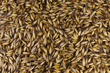 wheat seeds texture