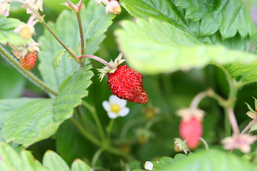 Wild Strawberry