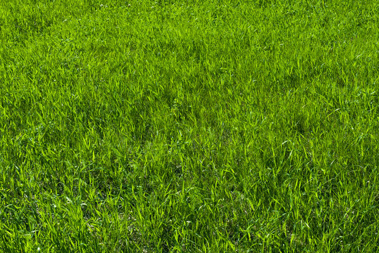 Green grass on the lawn , grass texture