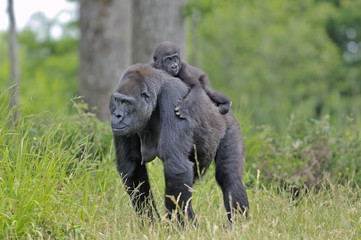 Gorille et son petit