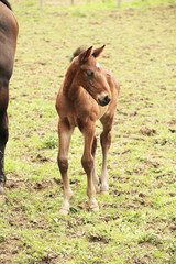 Naklejka na ściany i meble young foal has his first steps in the meadow