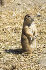 souslik (ground squirrel)