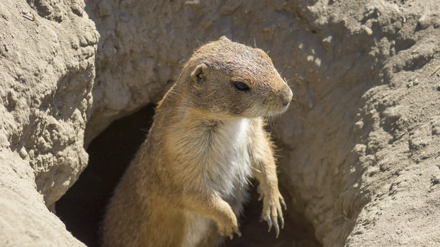 souslik (ground squirrel)