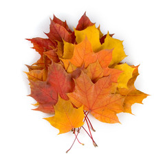 Multi-colored autumn maple leaves