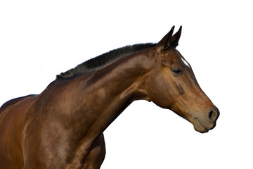 Fototapeta premium horse's portrait