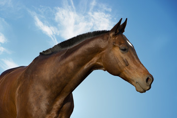 horse's portrait