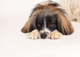 papillon dog Close-up portrait on a white background