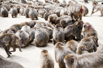餌を食べる猿の群れ