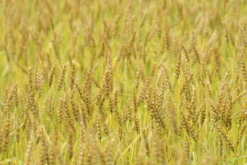 wheat in a field