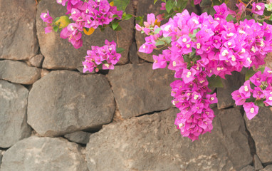 Allamanda flowers on the wall. Background with copy space
