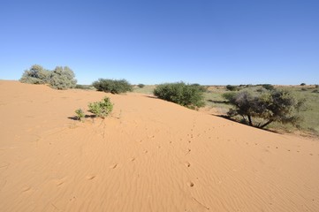 Kalahari desert landscape ~dune tracks