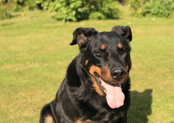 portrait of a purebred french sheepdog beauceron