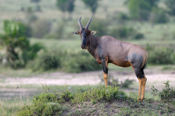 Topi antelope standing on termite hill.