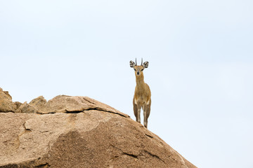 Klipspringer standing on rock.