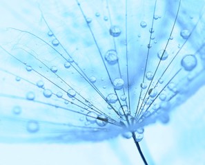 dandelion seed with drops