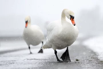 Rolgordijnen Two Mute Swans walking close up. © andreanita