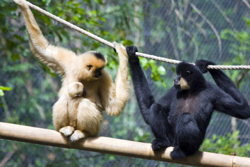 Yellow-cheeked gibbon (Nomascus gabriellae) family